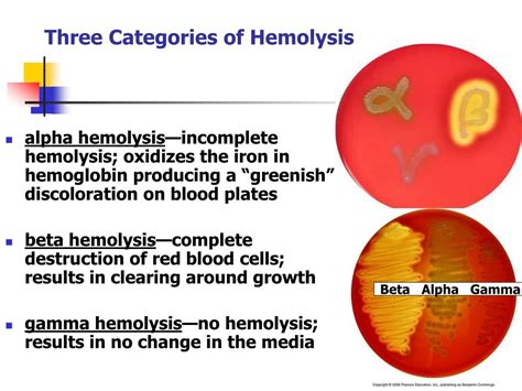alpha vs beta hemolytic|Hemolysis (microbiology) .